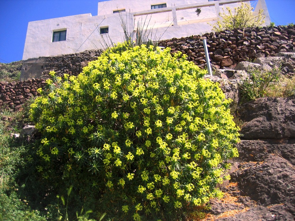 Es grünt so grün - wenn Spaniens Blüten blühen ...