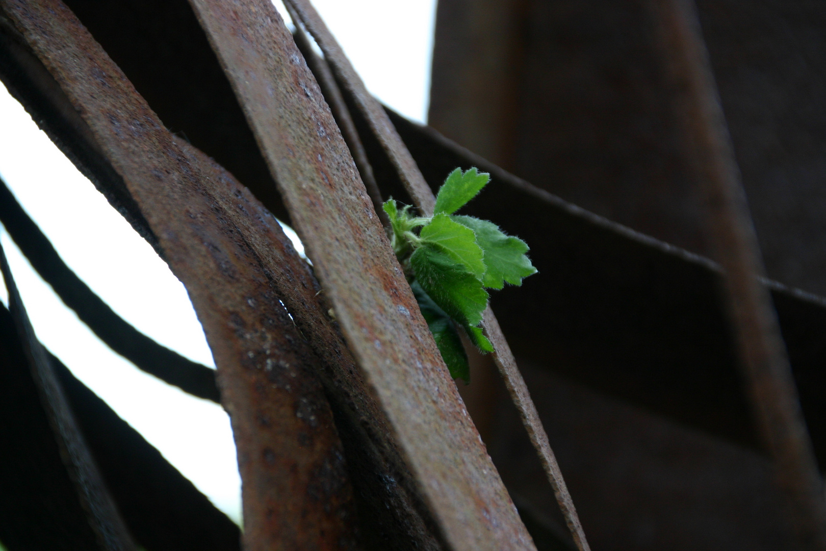 Es grünt so grün......im Rost