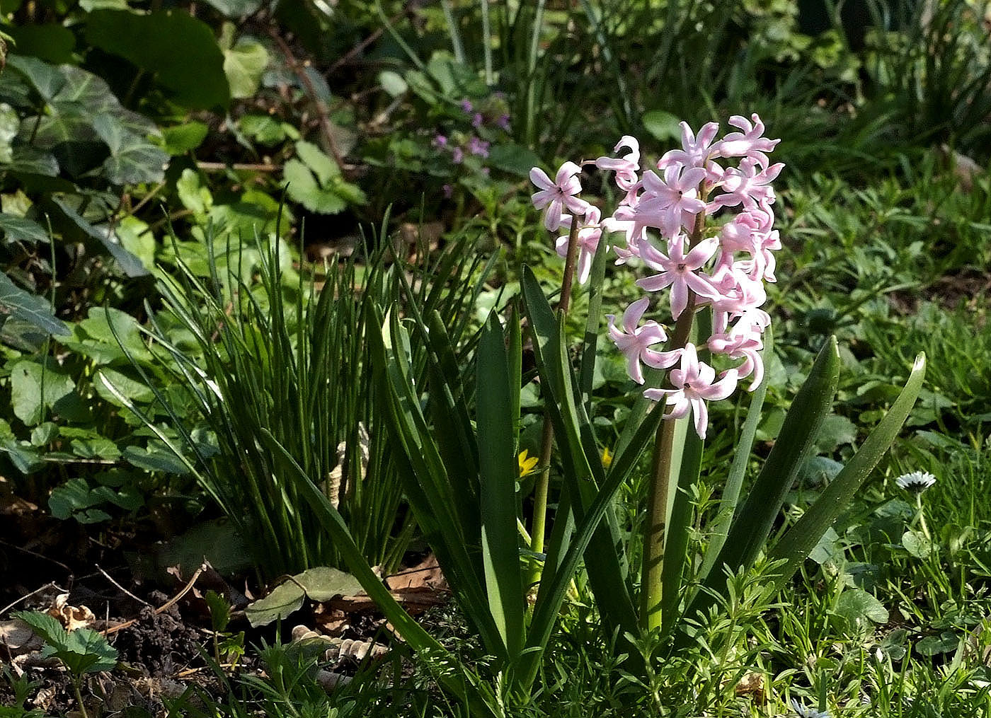 Es grünt und blüht zur Frühlingszeit ...