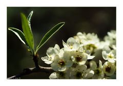 Es grünte allenthalben. Der Frühling wurde wach. (W. Busch)