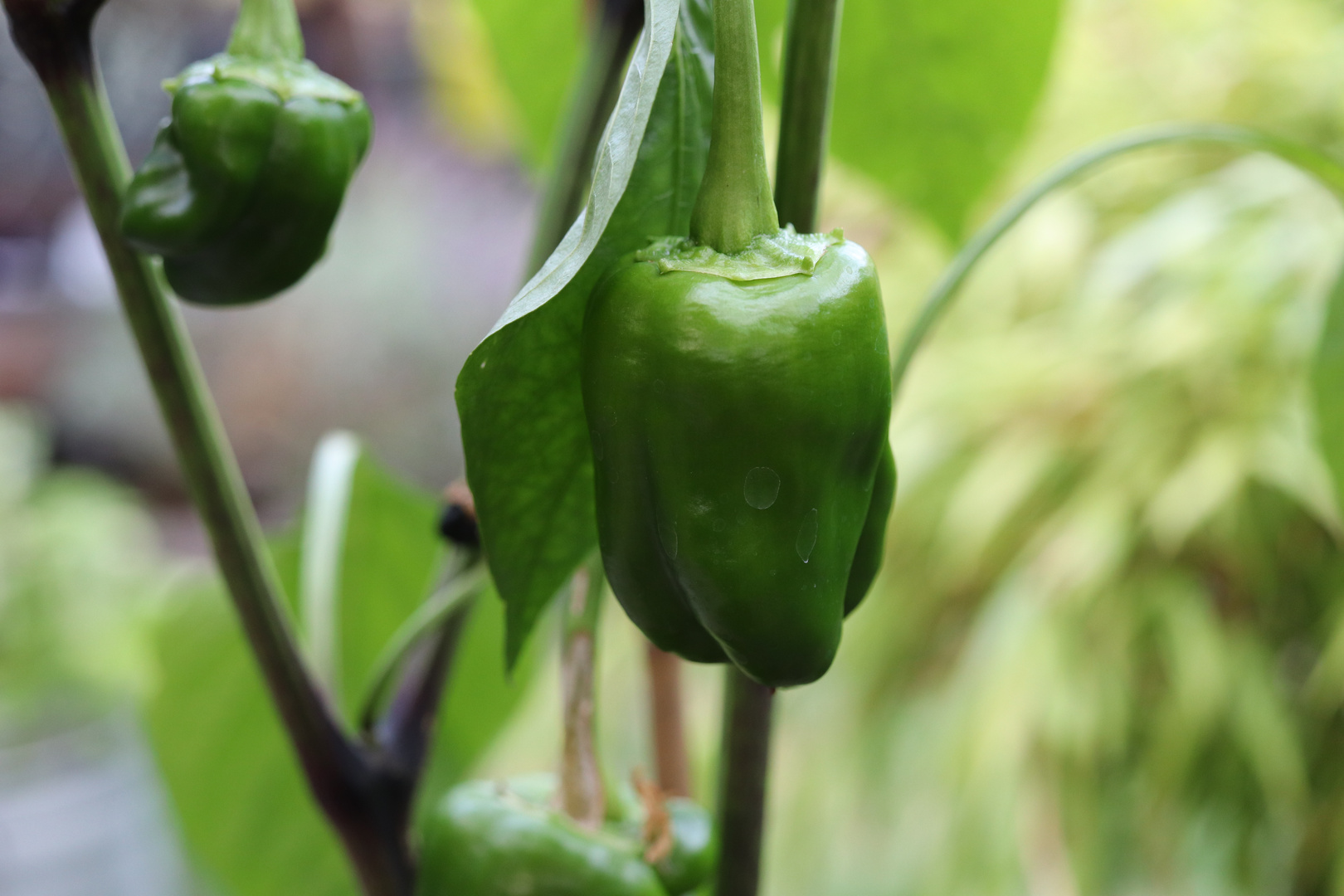 Es grünt........Paprika