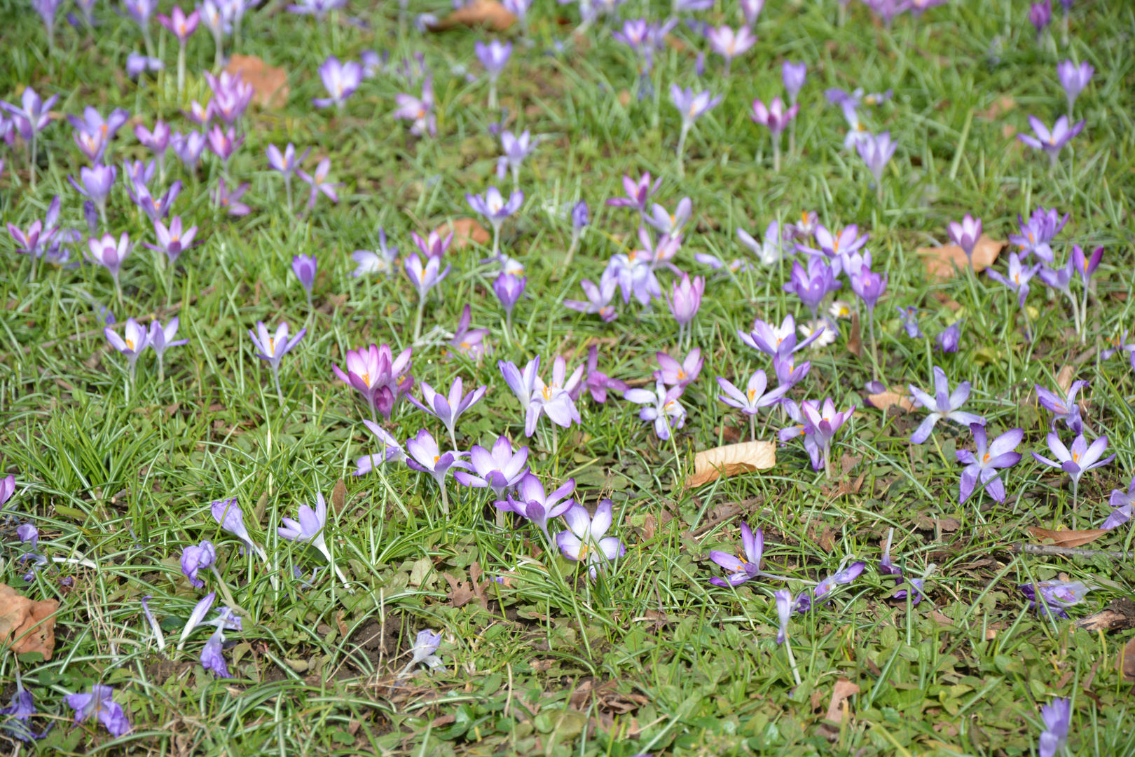 Es grüßt der Frühling