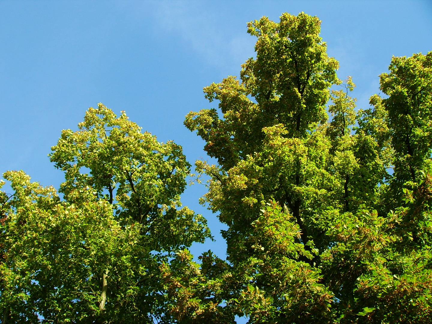 Es grüßt der Frühling