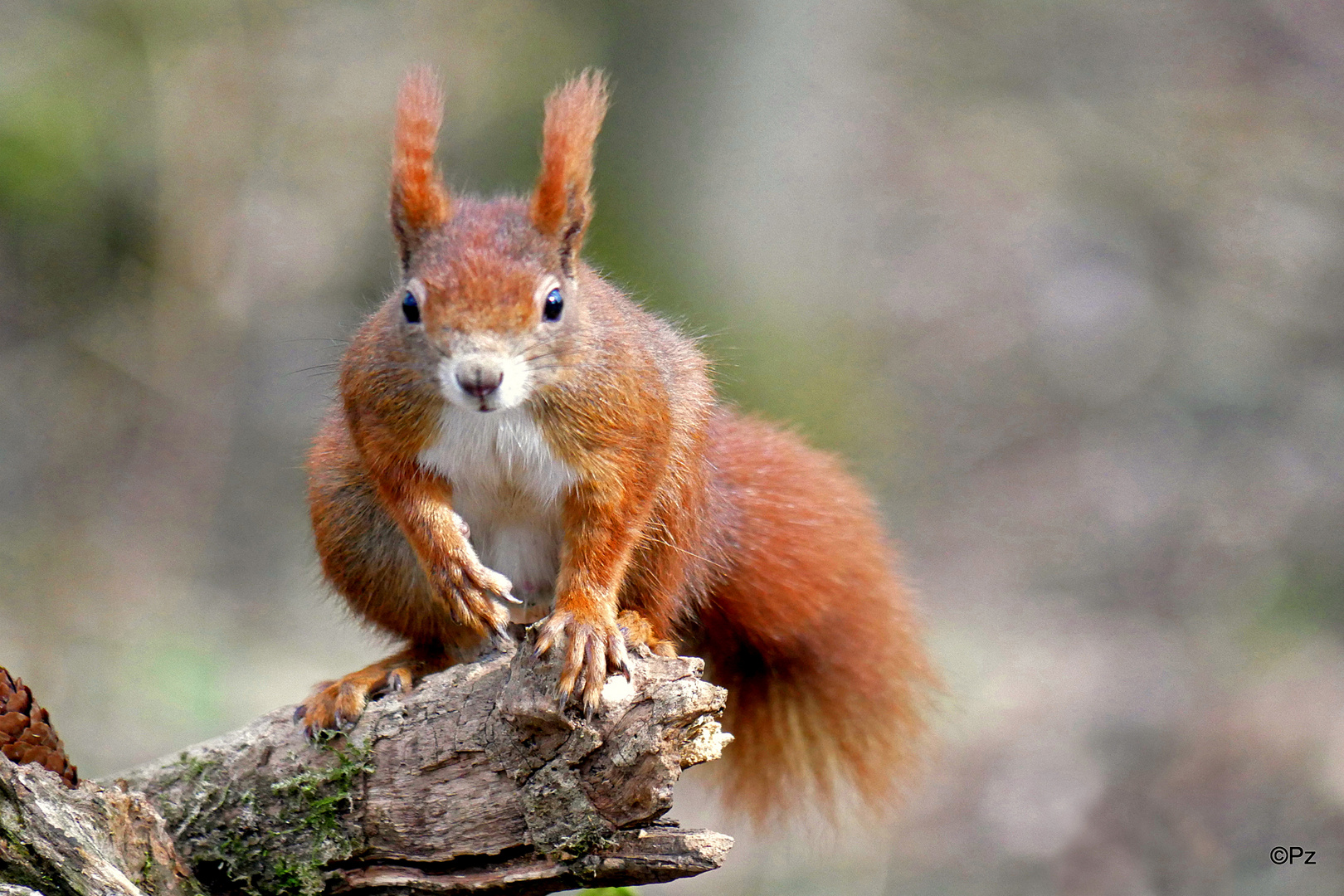 Es grüßt heute das Eichhörnchen ...