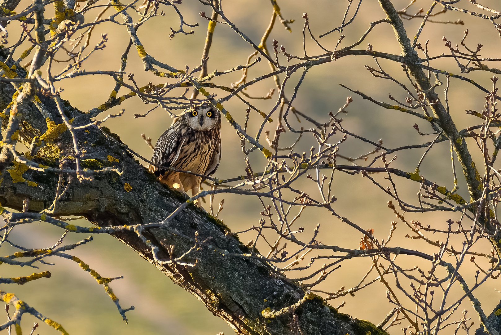 Es guckt wie eine Eule ;-)