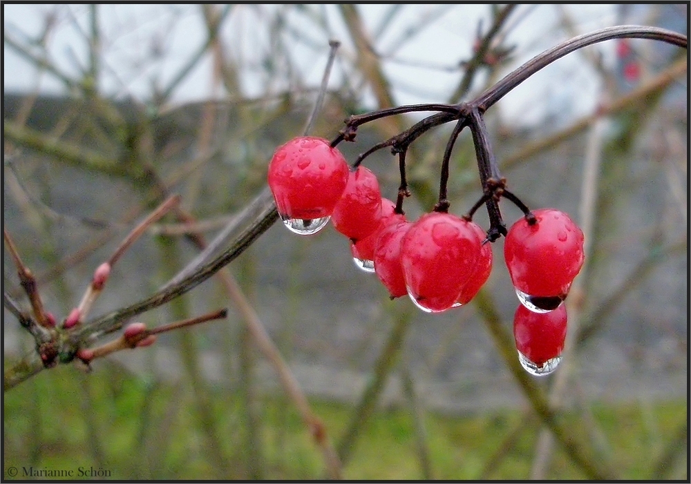 Es hätte Schnee sein sollen...