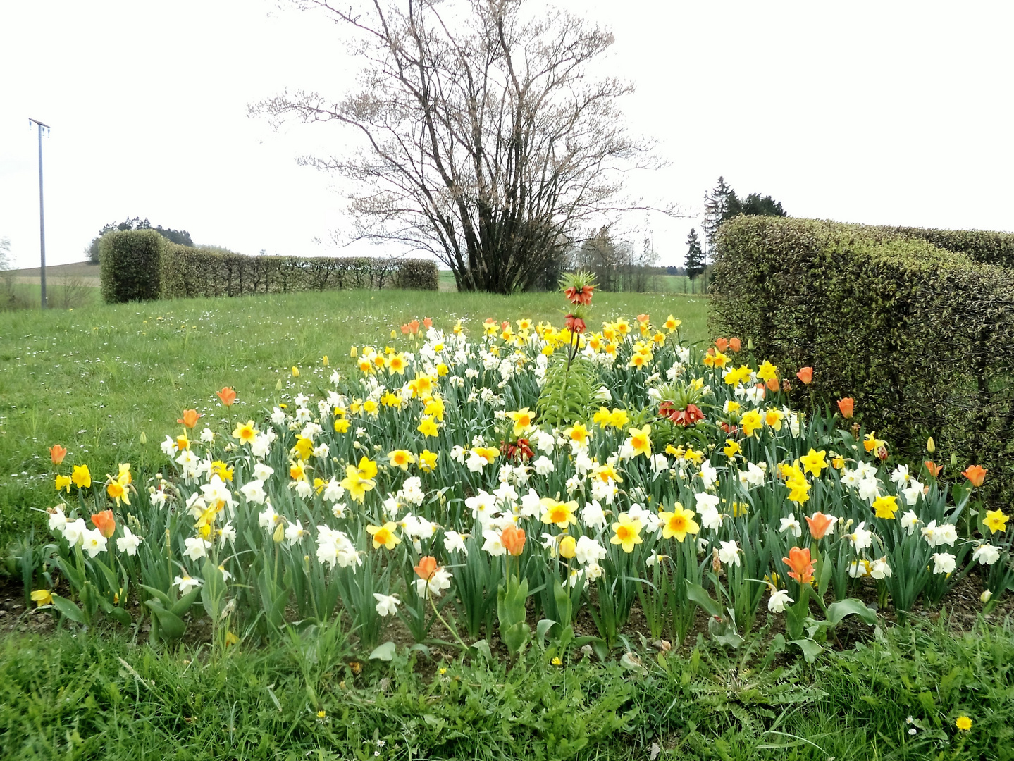 Es hätten meine Blumen sein können