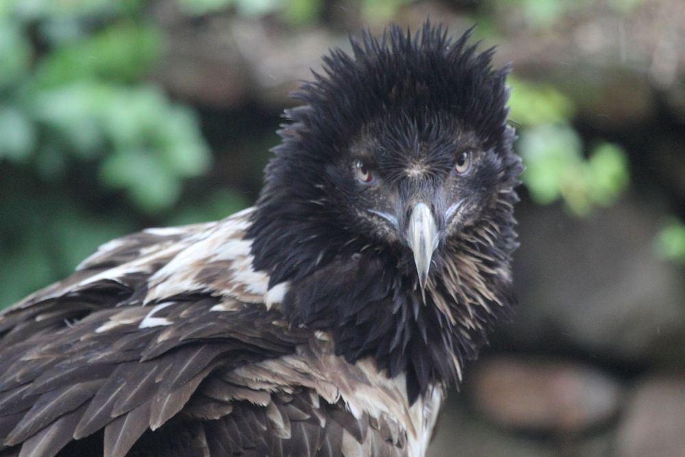 Es handelt sich um den Bartgeier (Gypaetus barbatus) oder Lämmergeier.