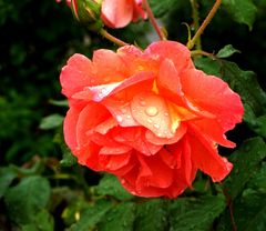 Es hat Abkühlung gebracht. Rose nach dem Regen.