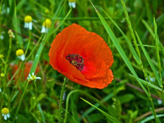 .... es hat geregnet