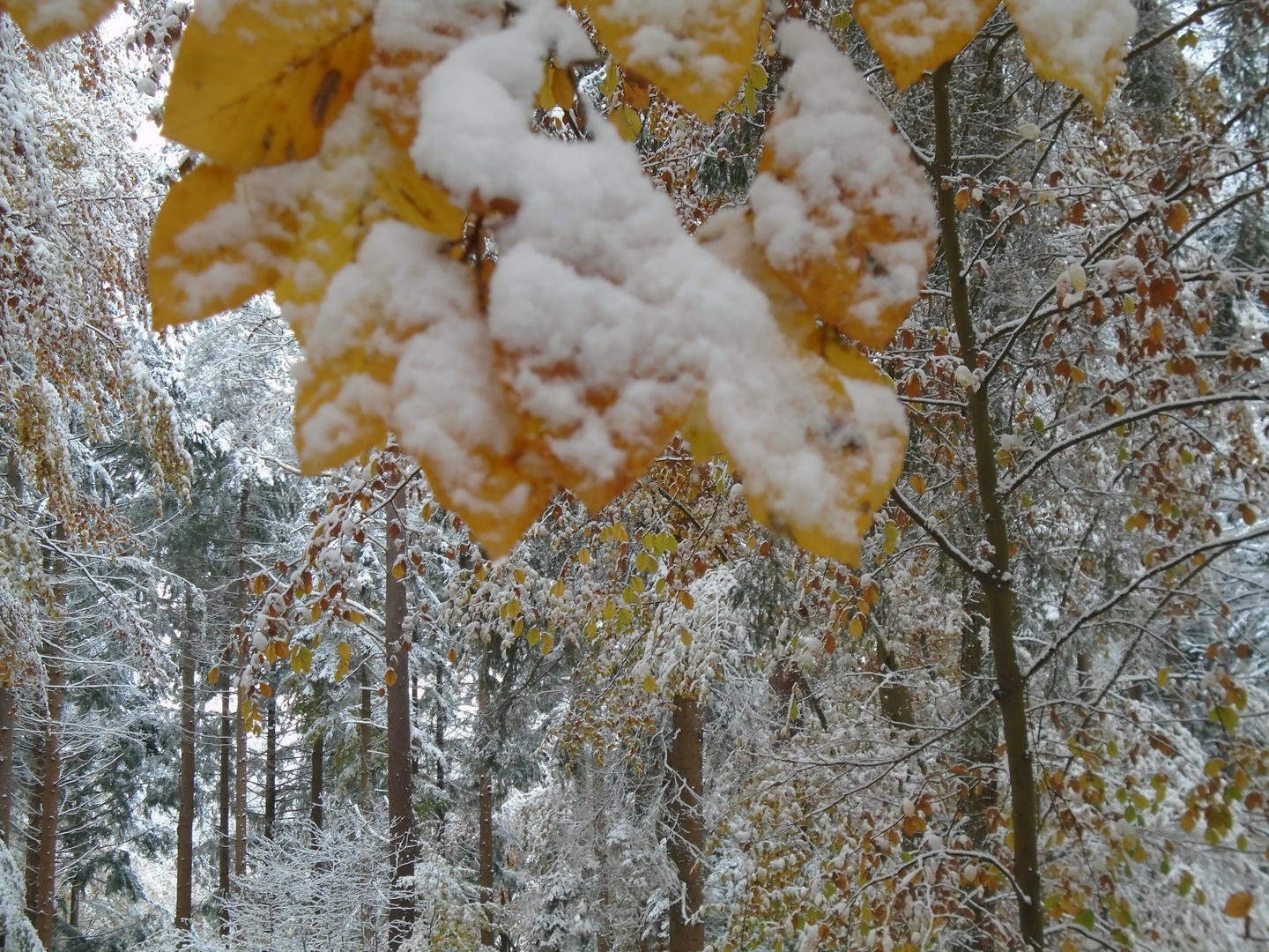 Es hat geschneit am 8. November