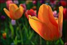 Es hat noch Tulpen ... by Monue 