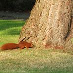  es hat sich für den Baum entschieden ....