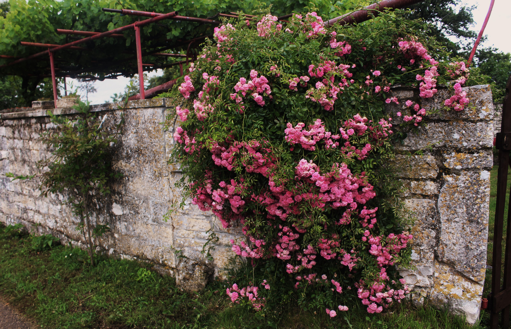 es hat uns Keiner einen Rosengarten versprochen aber manchmal finden wir ihn doch