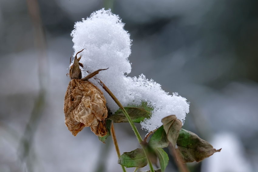 Es hat wieder geschneit 