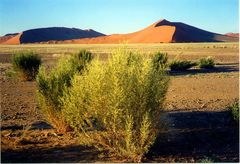 es hatte zuvor geregnet, in der namib