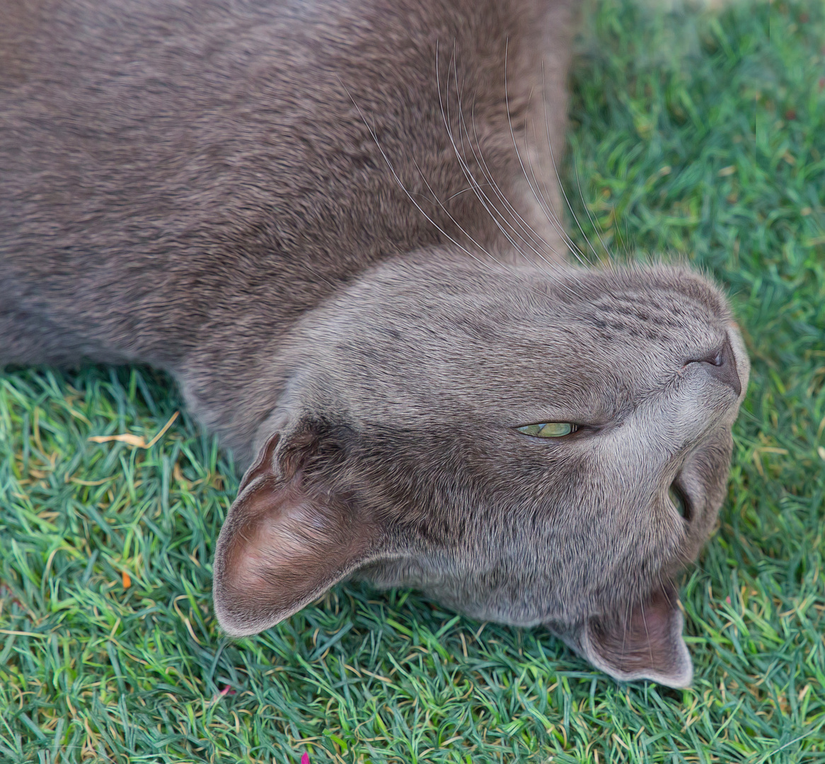 es heisst ja: "nachts sind alle Katzen grau"...