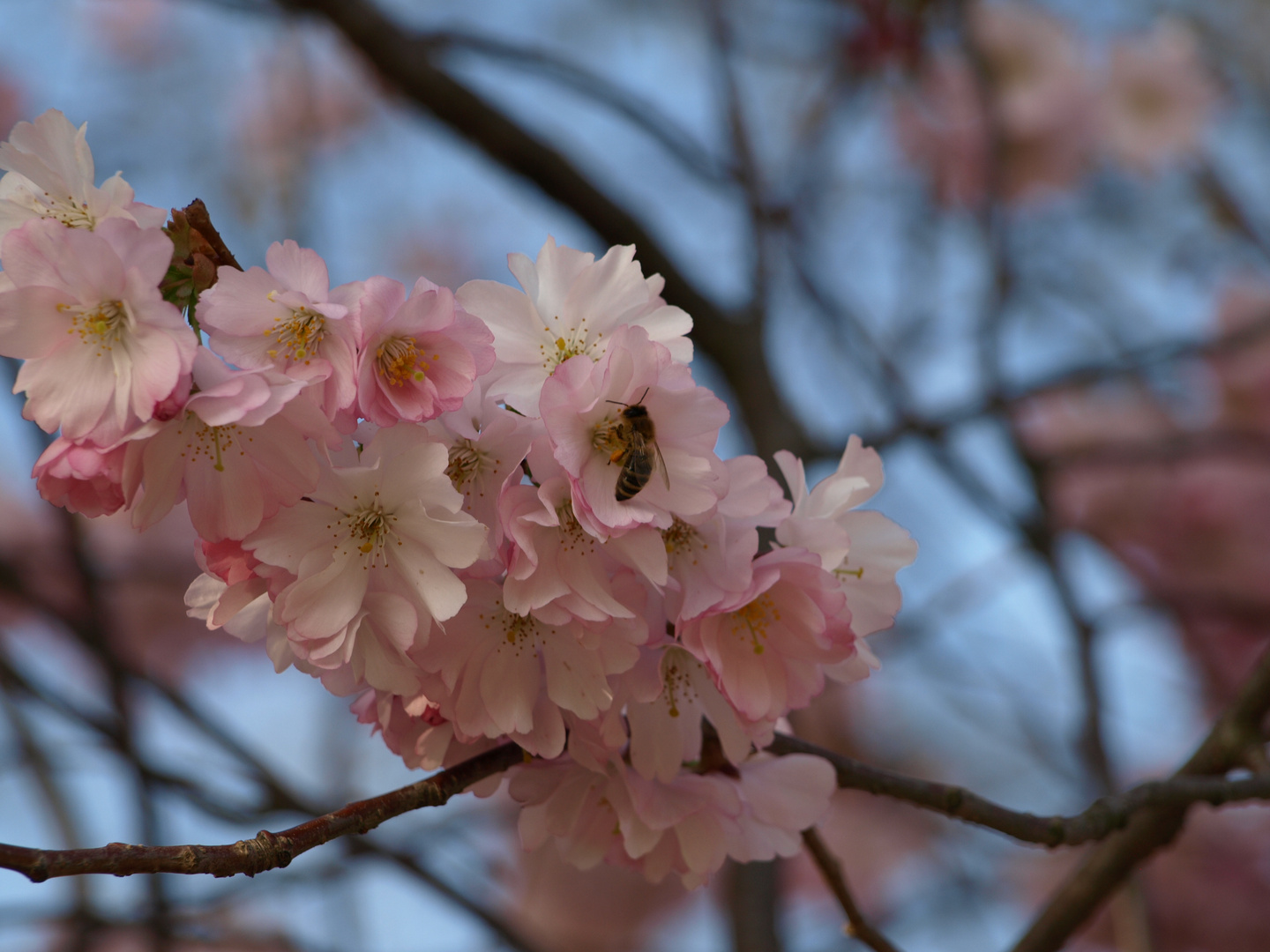 Es heißt ja nicht umsonst "bienenfleißig"