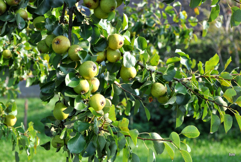 Es herbschtelet 1 Moschtbirnen am Birnenbaum