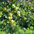 Es herbschtelet 1 Moschtbirnen am Birnenbaum