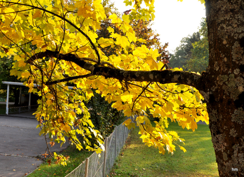 Es herbschtelet 2 : Ein Ahorn am Schulhof ist bereits ganz golden.