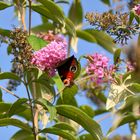 Es herbschtelet 3: Besuch auf der Buddleia