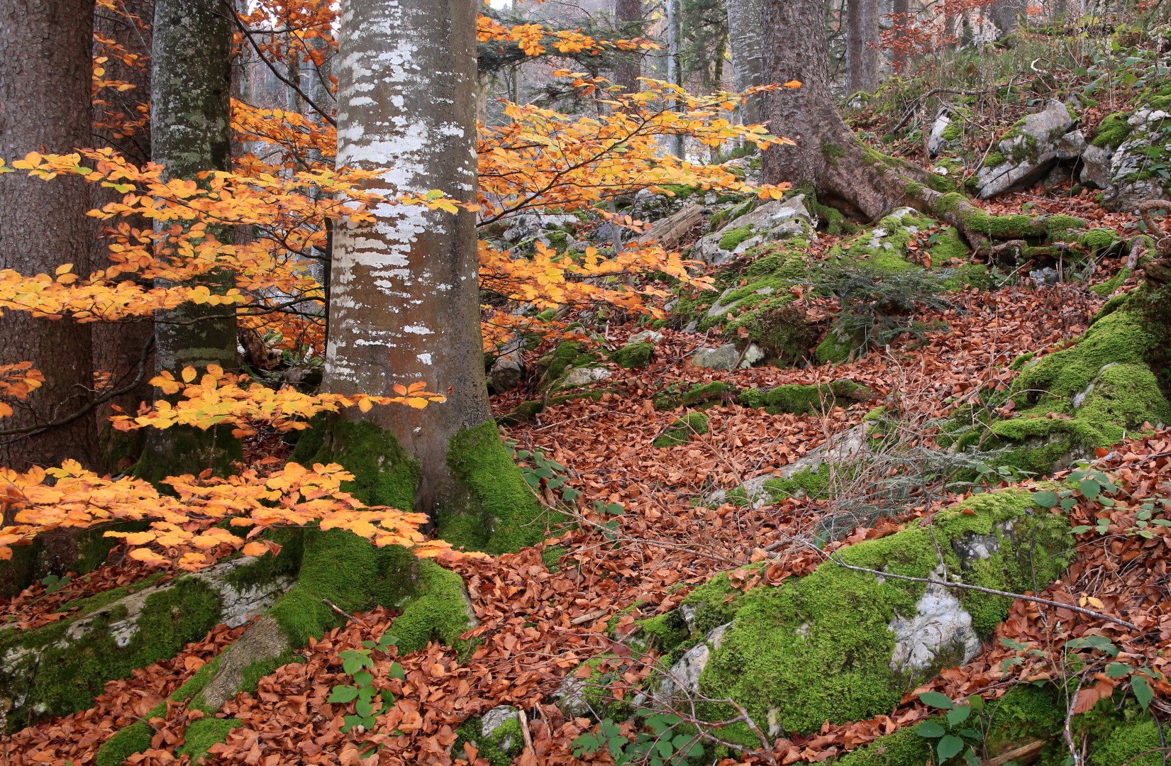 Es herbschtelet