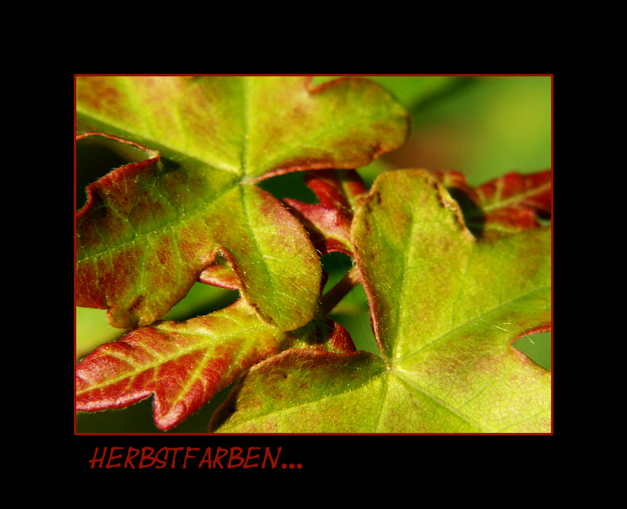 Es herbstelt....