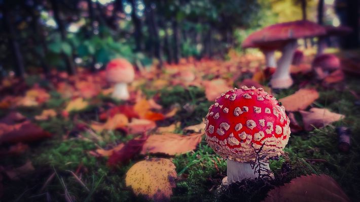 Es herbstelt Fliegenpilze
