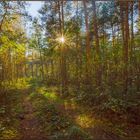 Es herbstelt im Wald