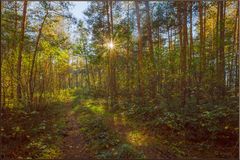 Es herbstelt im Wald