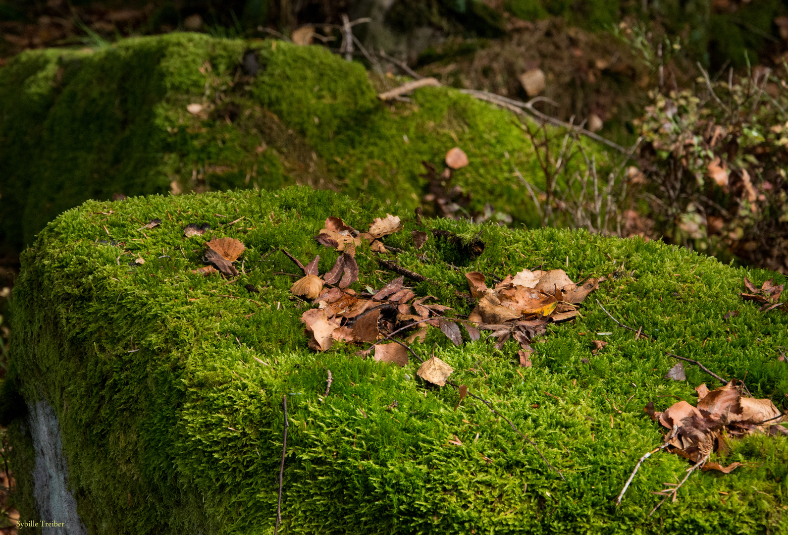 Es herbstelt im Wald