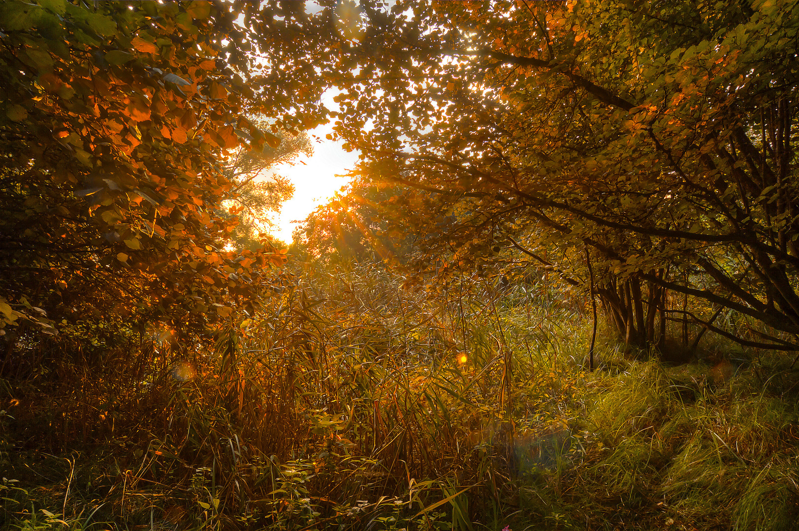 Es herbstelt im Wald