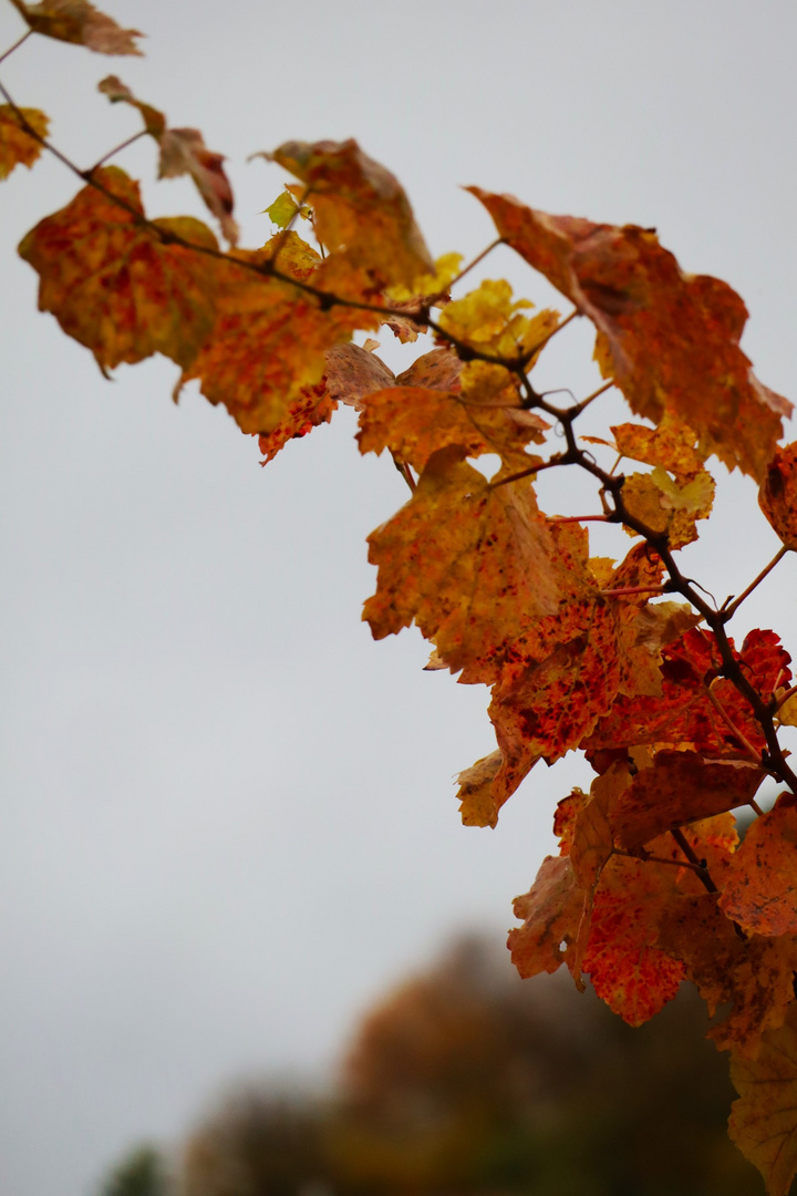 es herbstelt im Weinberg