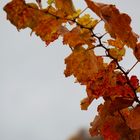 es herbstelt im Weinberg