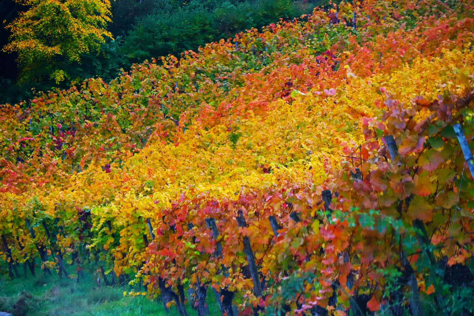 es herbstelt im Weinberg....2