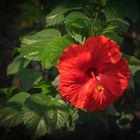 Es herbstelt: Noch blüht der Hibiskus im Tropenhaus