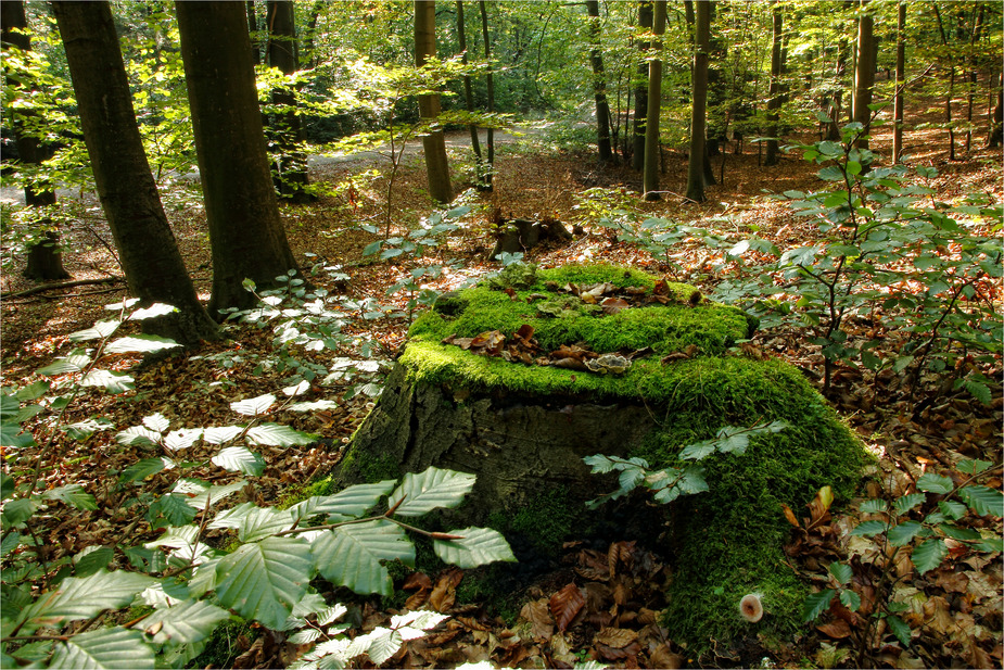 es herbstelt noch wenig, im Rosengarten - Wald :-)