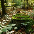 es herbstelt noch wenig, im Rosengarten - Wald :-)