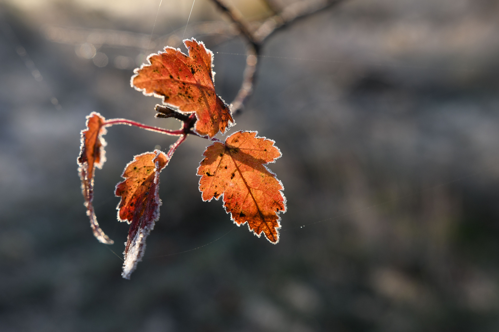 Es herbstelt streng auf den Winter zu!