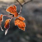 Es herbstelt streng auf den Winter zu!