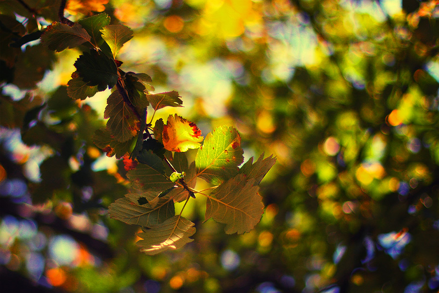 Es herbstet