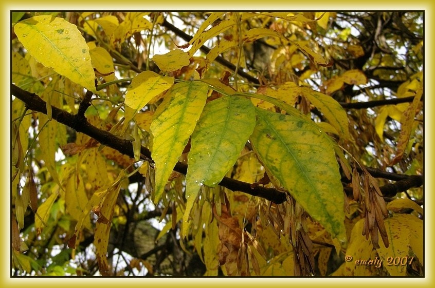 Es herbstet