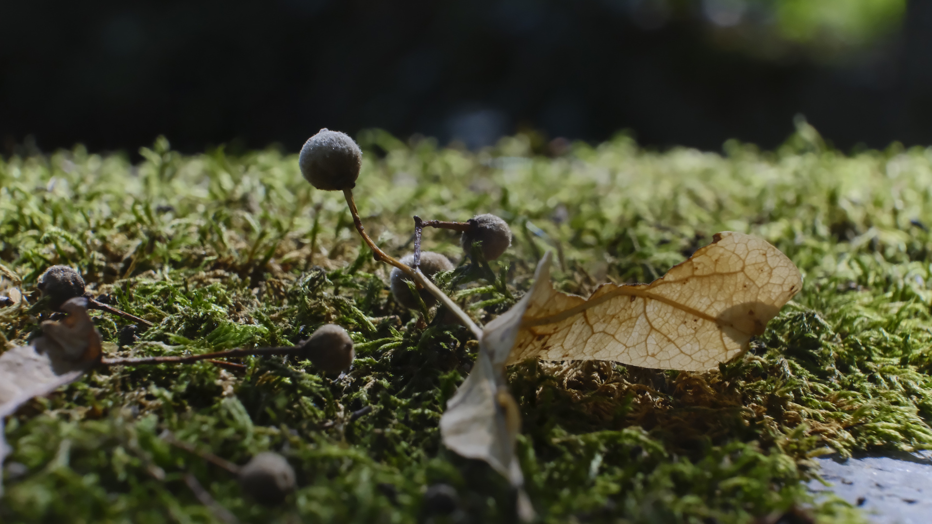 Es herbstet