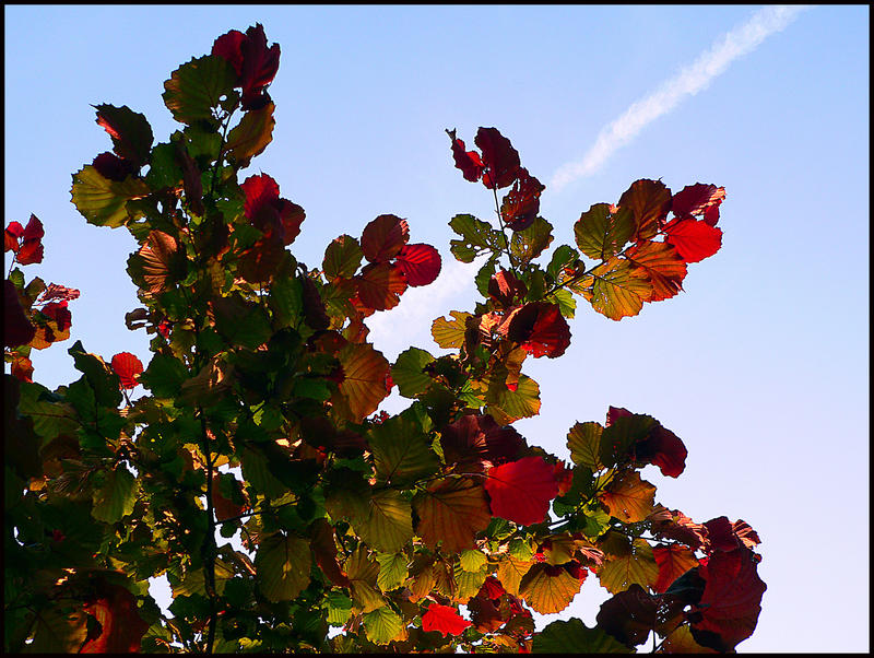 Es herbstet...