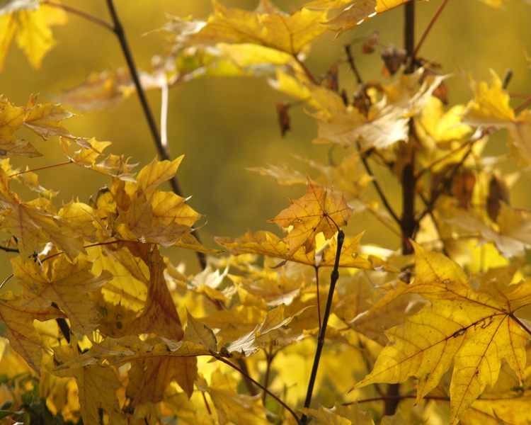 ...es herbstet