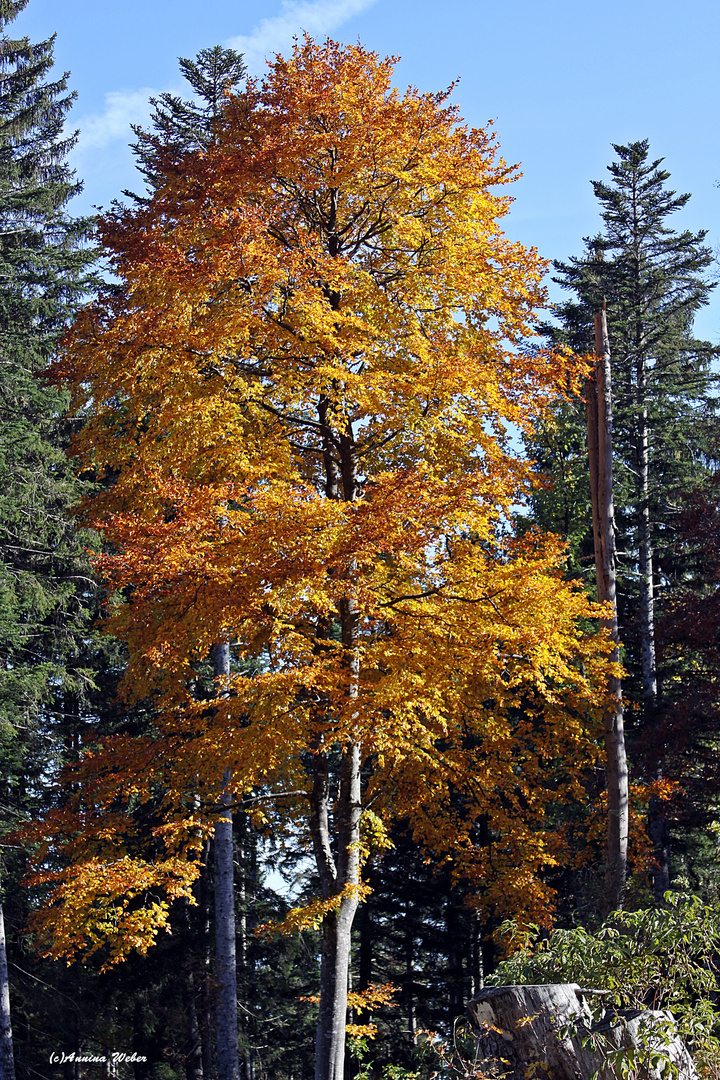 Es herbstet