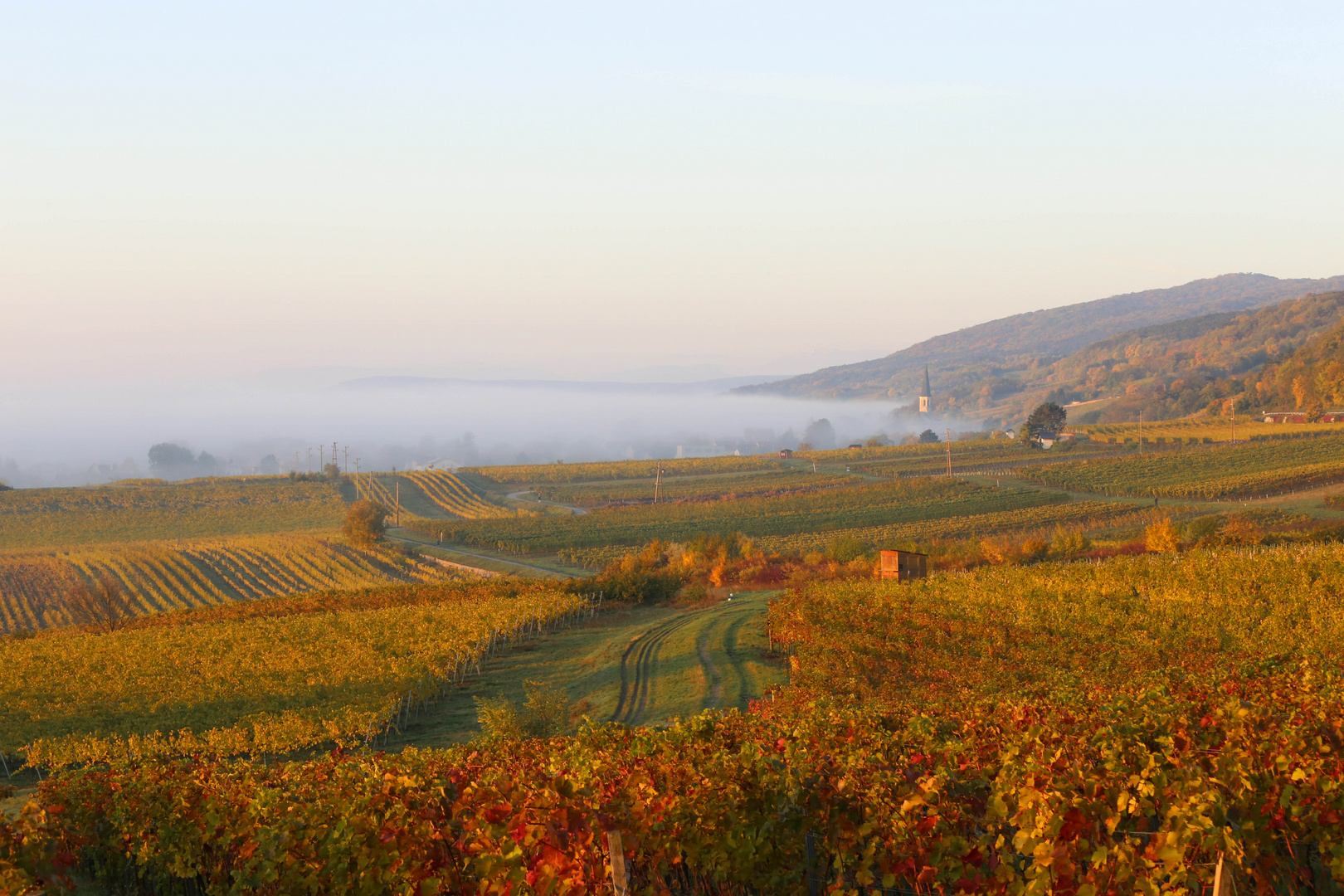 Es "Herbstet" in den Weinbergen