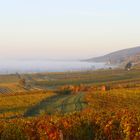 Es "Herbstet" in den Weinbergen