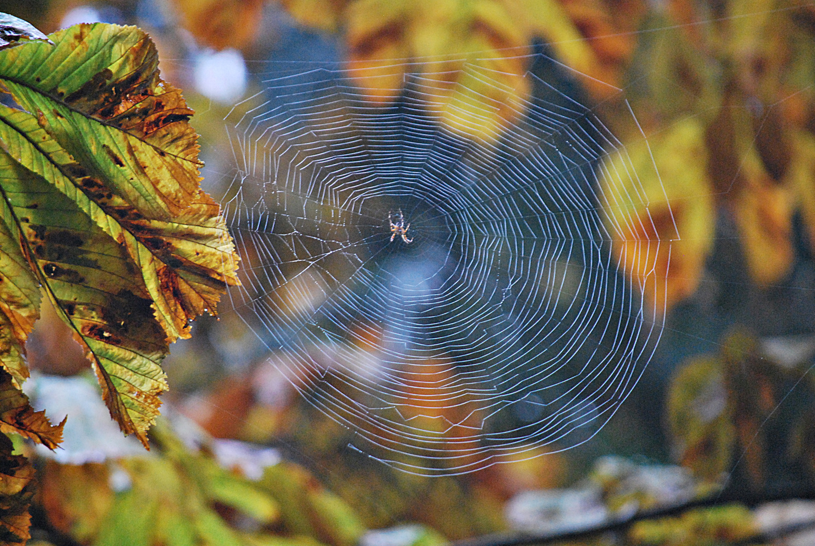 Es herbstet schon...